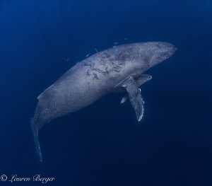 "Motherhood". A mama humpback whale hovers over her two-w... by Lauren Berger 